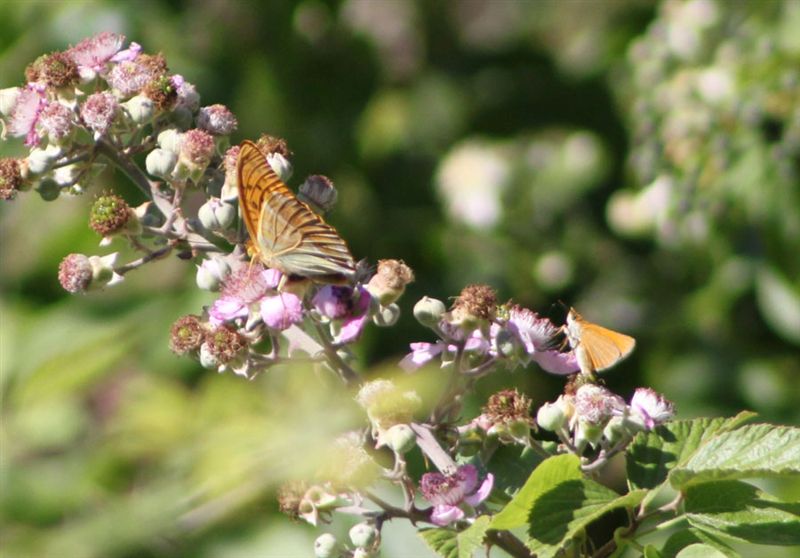 Argynnis paphia ?